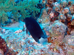 Pomacentrus trichrourus