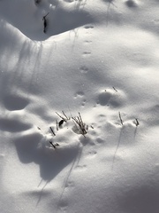 Clethrionomys gapperi