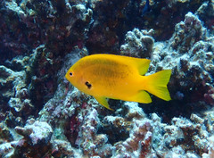 Pomacentrus sulfureus