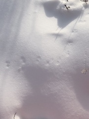 Clethrionomys gapperi