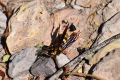 Polistes major