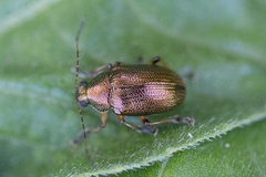 Colaspis