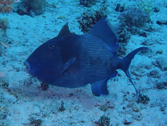 Pseudobalistes fuscus