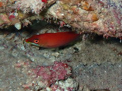 Pseudocheilinus evanidus