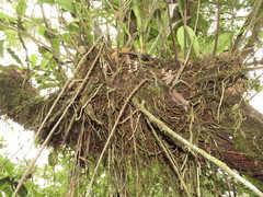 Elleanthus capitatus