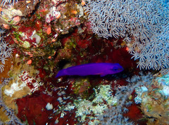 Pseudochromis fridmani