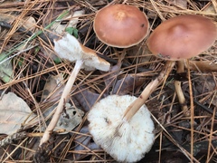 Rhodocollybia prolixa distorta