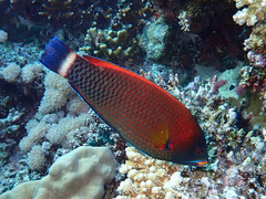 Pseudodax moluccanus