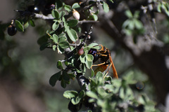 Polistes comanchus