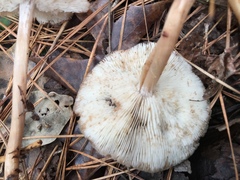 Rhodocollybia prolixa distorta