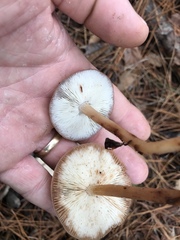 Rhodocollybia prolixa distorta