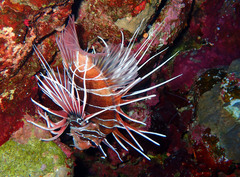 Pterois cincta