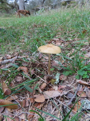 Oudemansiella
