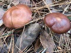 Rhodocollybia prolixa distorta