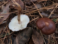 Rhodocollybia prolixa distorta