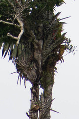 Aechmea zebrina