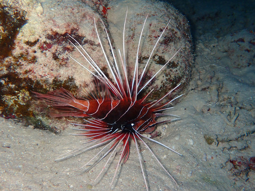 Red Sea Clearfin Lionfish — seen at this dive site