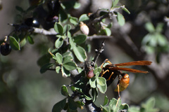 Polistes comanchus