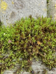 Vinealobryum vineale