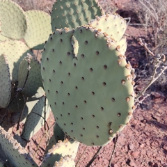 Opuntia rufida