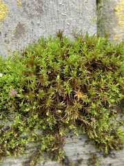 Vinealobryum vineale