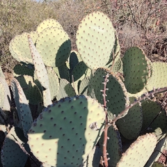 Opuntia rufida