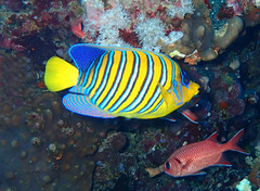 Pygoplites diacanthus