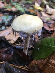Stropharia ambigua