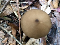 Entoloma hirtipes
