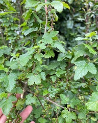Ribes magellanicum