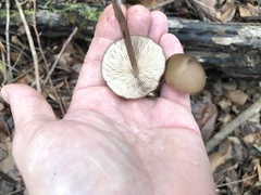Entoloma hirtipes