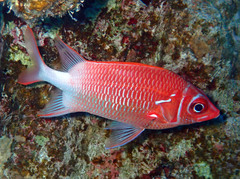 Sargocentron caudimaculatum