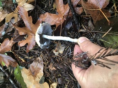 Stropharia ambigua