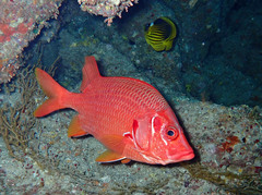 Sargocentron spiniferum