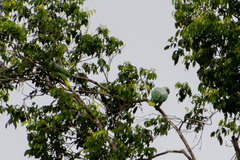 Amazona farinosa