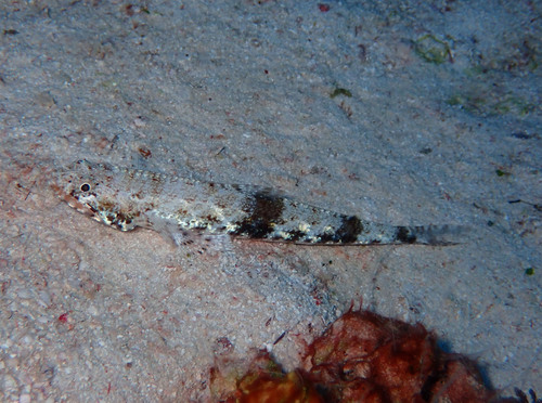 Slender Lizardfish — seen at this dive site