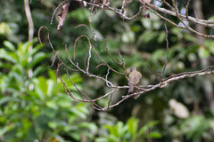 Myiozetetes granadensis