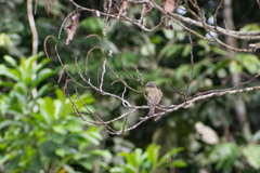 Myiozetetes granadensis