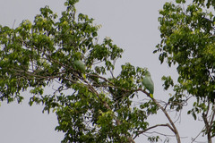 Amazona farinosa