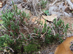 Selaginella