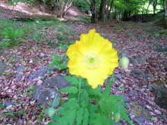 Papaver cambricum