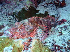 Scorpaenopsis oxycephalus
