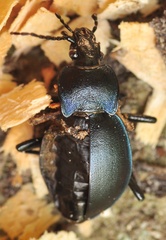 Carabus convexus