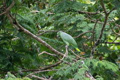 Amazona farinosa
