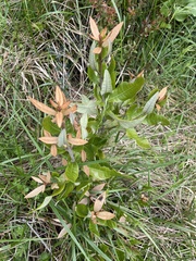 Aextoxicon punctatum