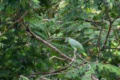 Amazona farinosa