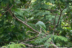 Amazona farinosa