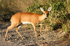 Raphicerus campestris