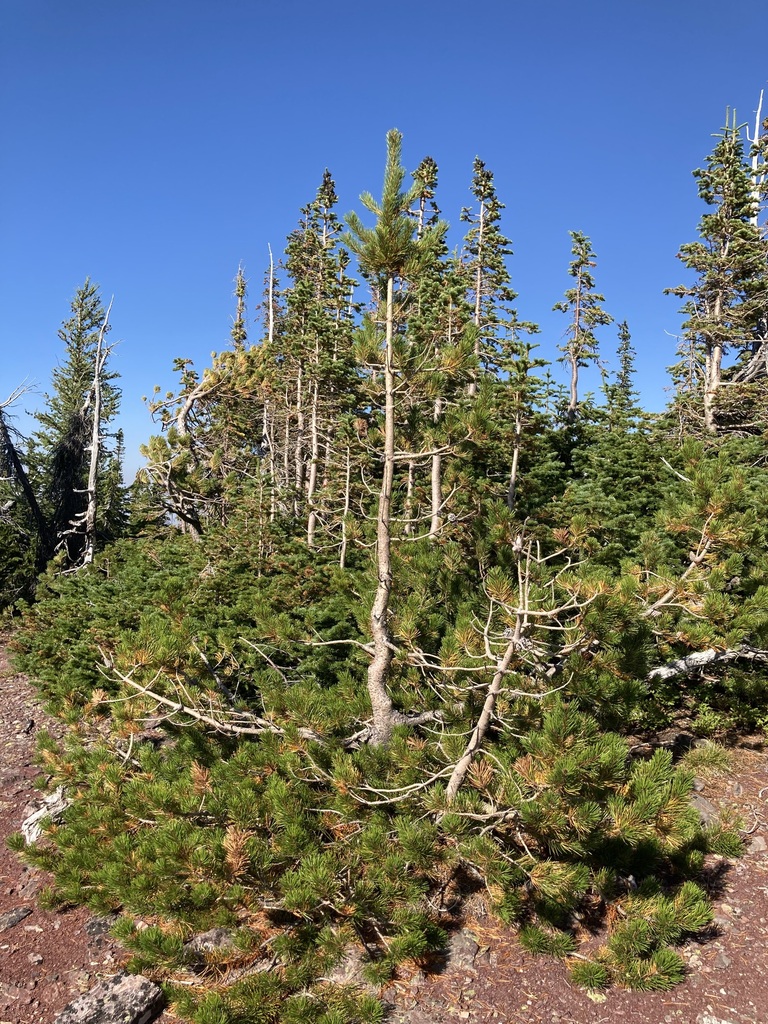 Interior Lodgepole Pine from Pincher Creek No. 9, AB, Canada on September 4, 2022 at 0433 PM by