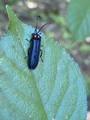 Pyractonema